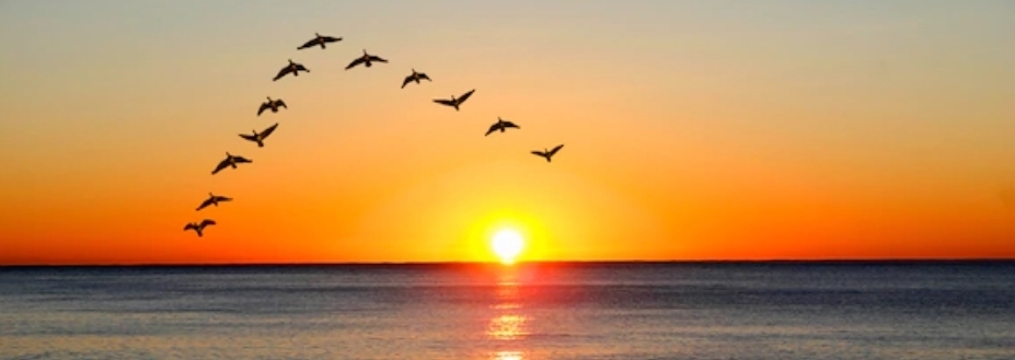 Geese flying in formation